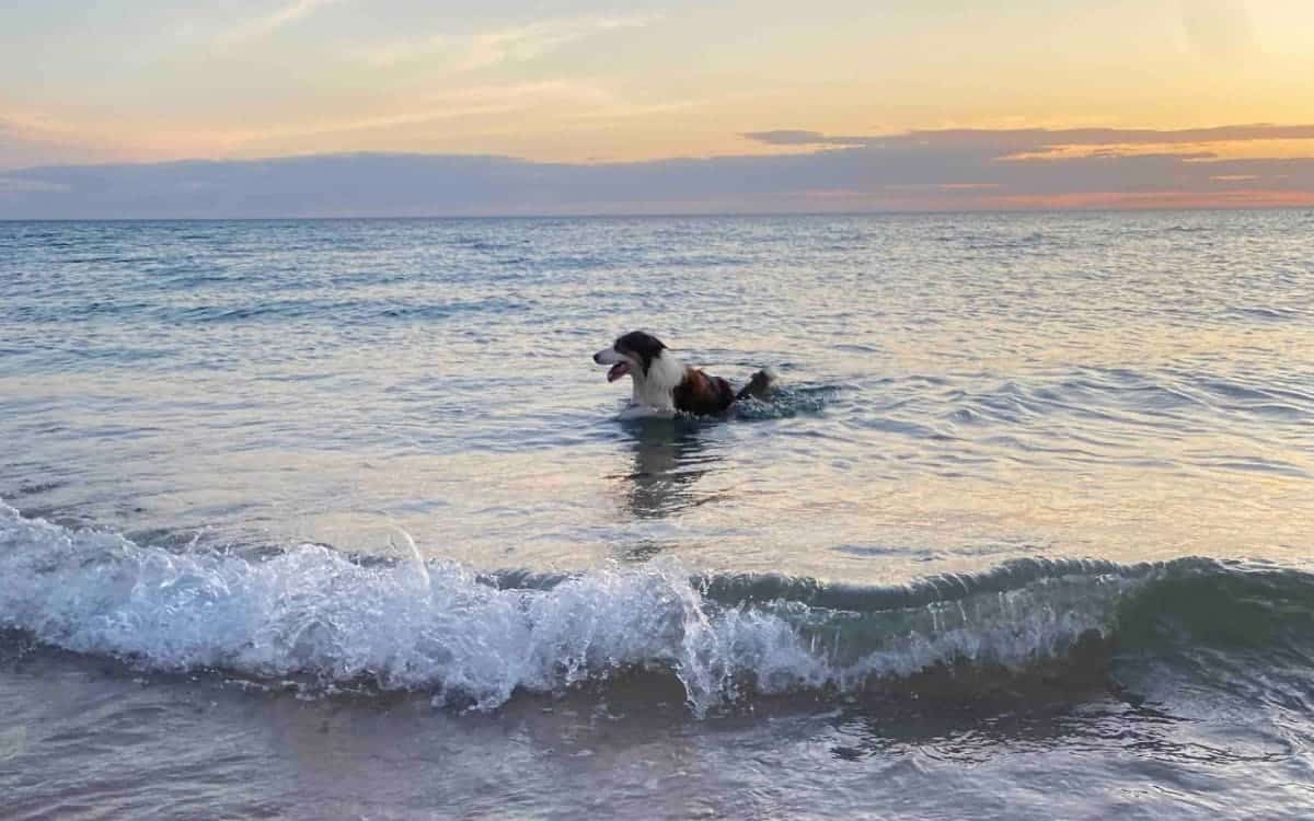 Is Adelaide Safe in 2025? (Best Advice From Locals) 17 Australian-Wildlife-and-Beach