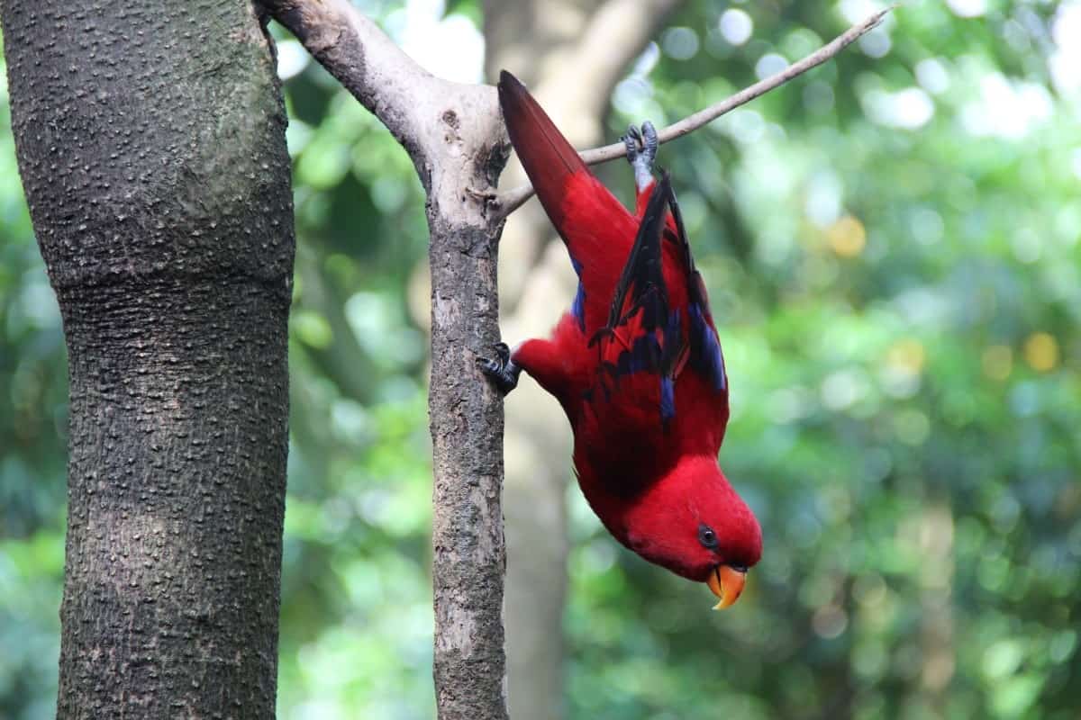 The 25 Best Places To Visit in Bali, Indonesia in 2025 39 Bali-Bird-Park