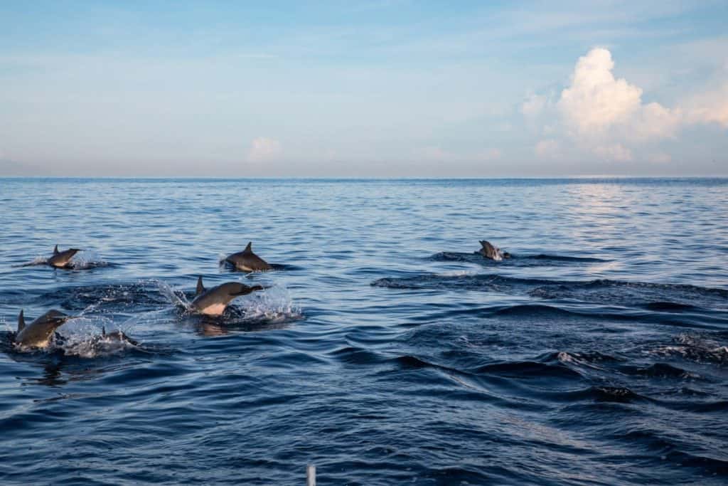 Go-Dolphin-Spotting-in-Lovina