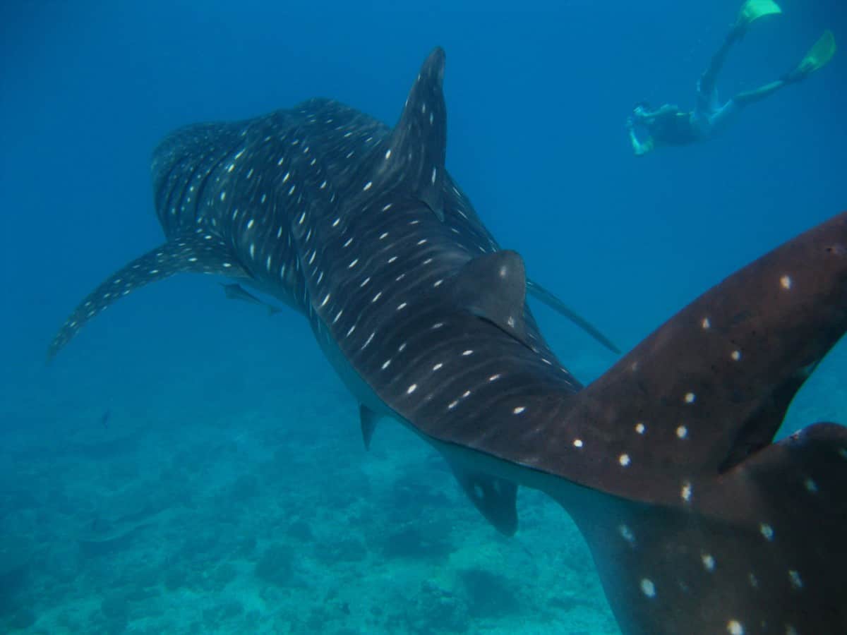Bali vs Maldives in 2025: An Honest Comparison 9 Maldives-are-Better-for-Diving-and-Snorkelling