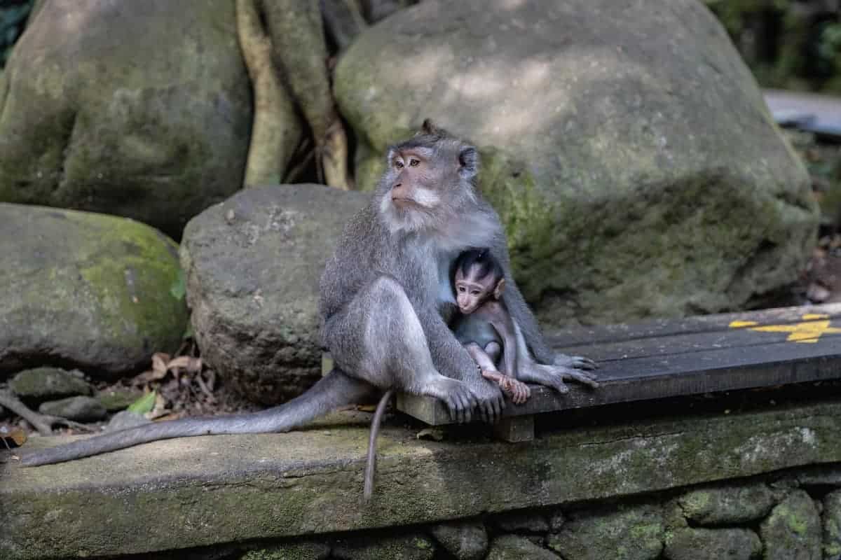 Sacred-Ubud-Monkey-Forest-Sanctuary