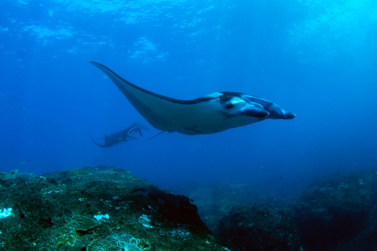 Swim-with-Manta-Rays