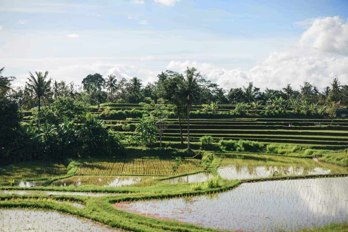 The 25 Best Places To Visit in Bali, Indonesia in 2025 32 Tegallalang-Rice-Terraces