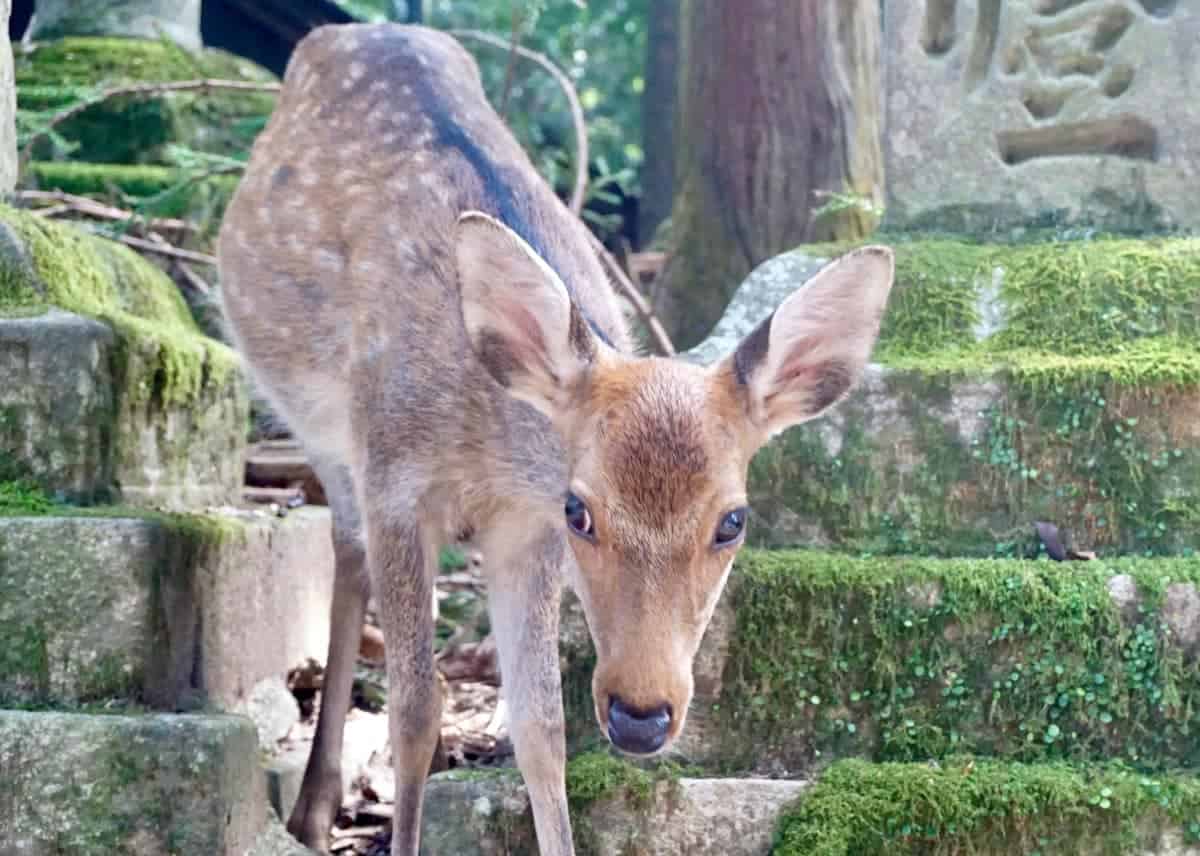 A-Deer-of-Nara-Park-Japan