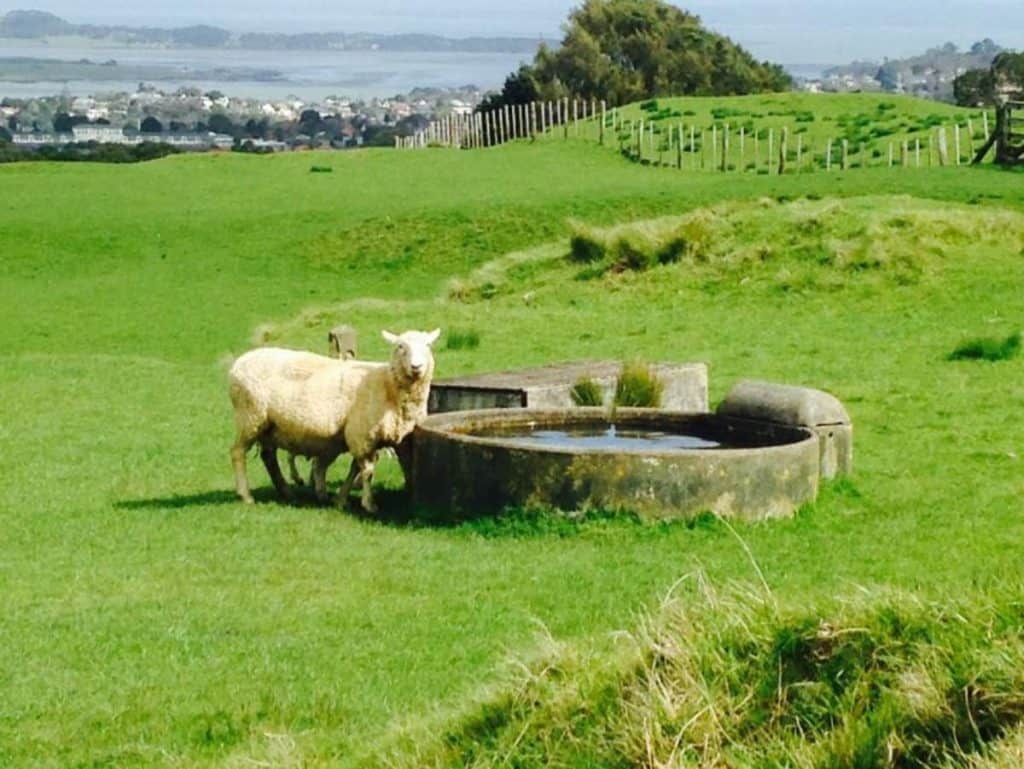 Sheep-Roaming-the-Park-in-Auckland
