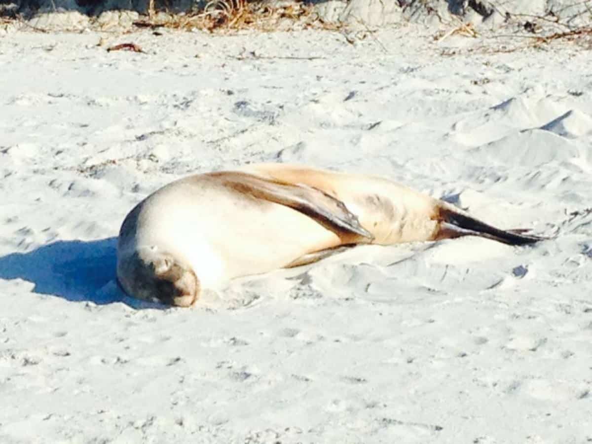 Sleeping-Seal-on-the-Beach-in-New-Zealand