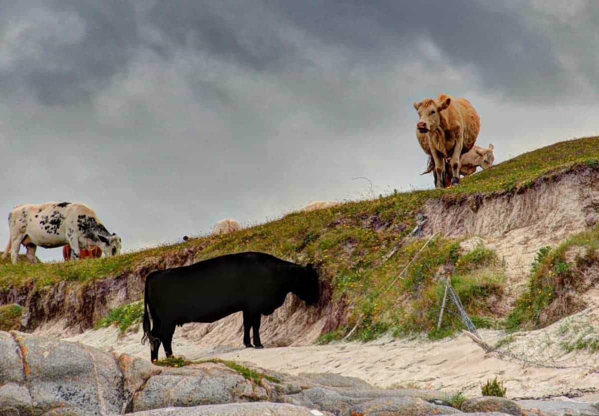 Wildlife