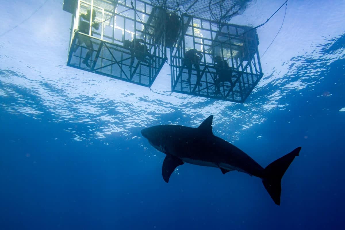 Adventure Tourism Statistics - Facts and Trends to Know in 2025 17 Cage-Dive-with-Great-White-Shark