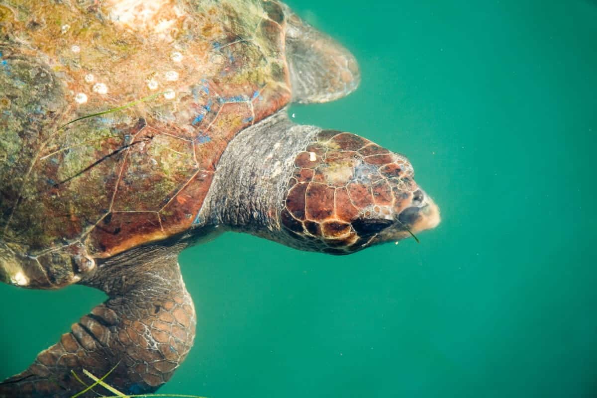 Explore-the-Aquatic-Life