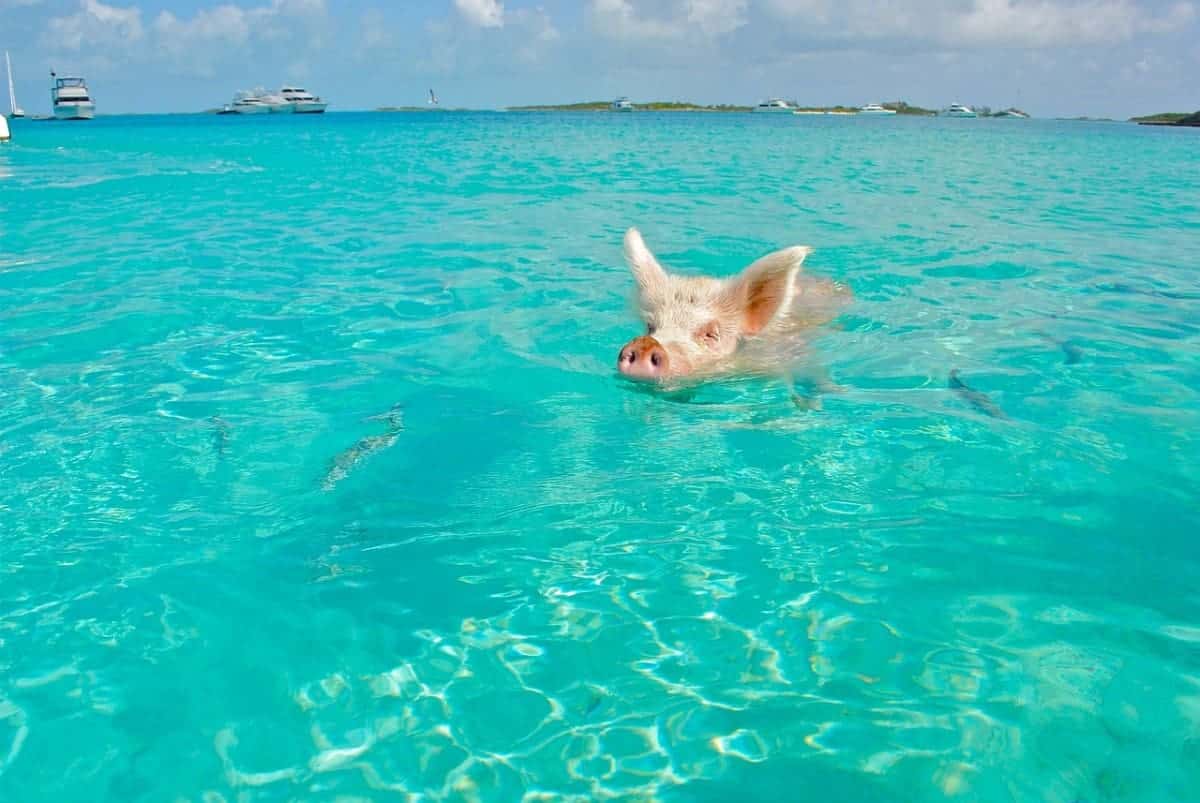 Staniel-Cay-Swimming-Pig-Bahamas