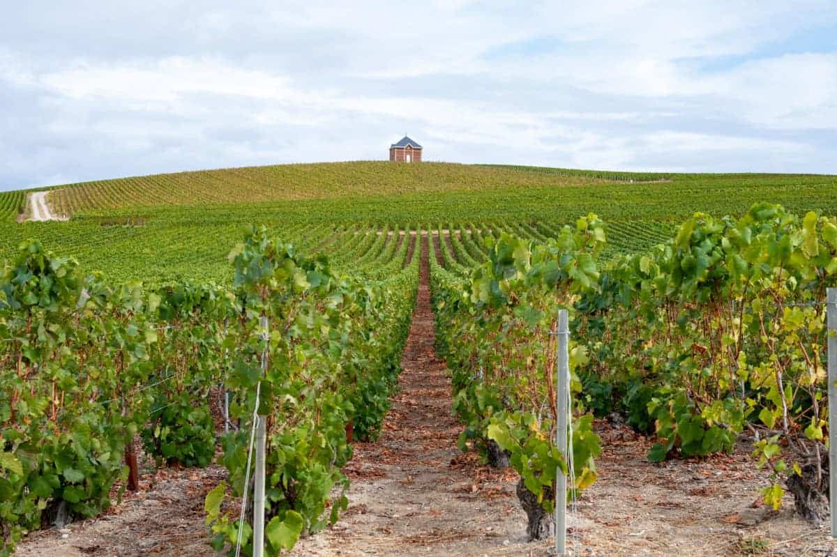 The 10 Best Private Tours In Paris (2025 Guide) 17 Vineyards-in-Champagne-Region-Paris