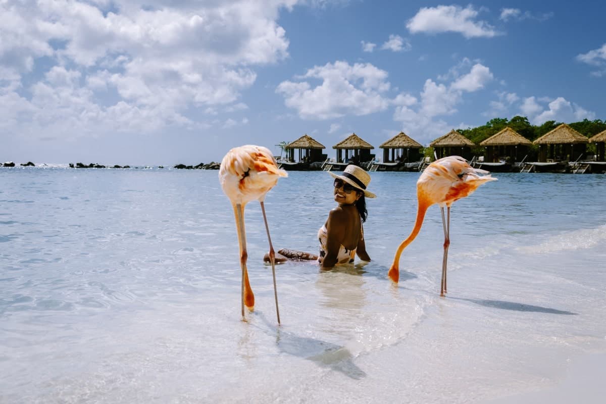 flamingo-at-the-Beach-in-Aruba-Island