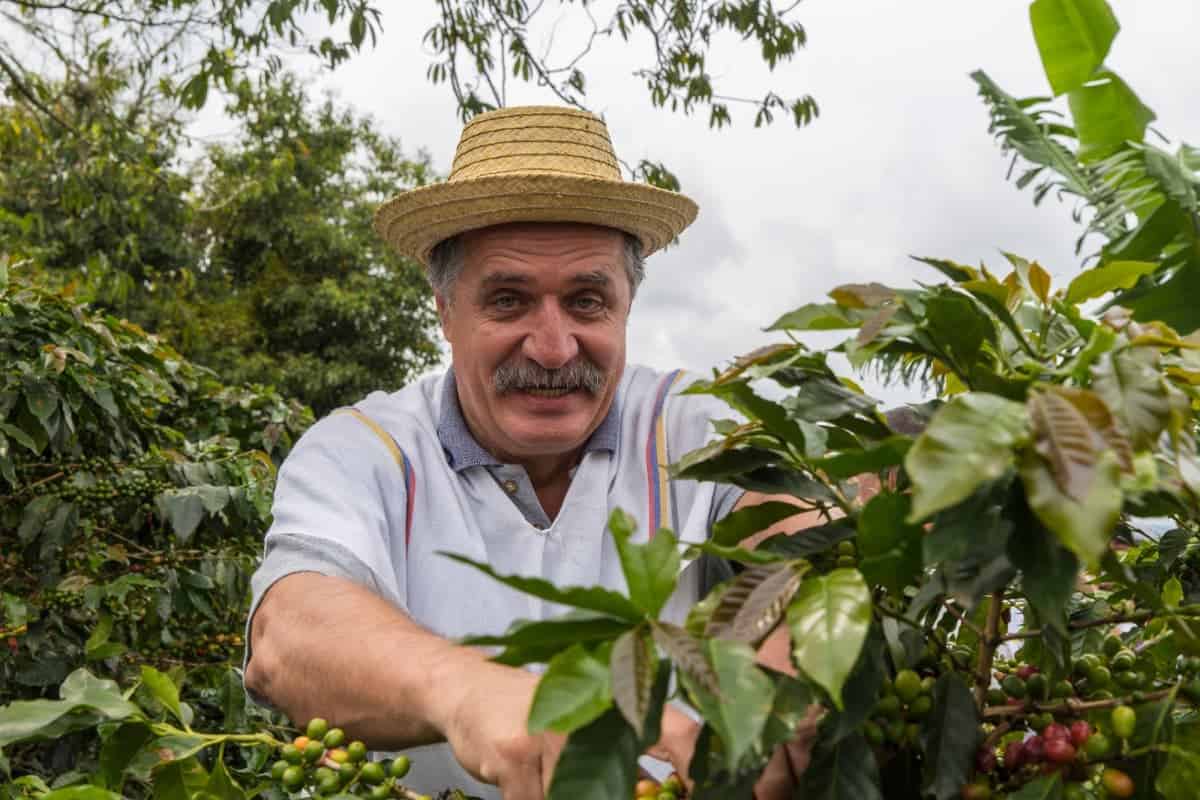 Coffee-Plants-in-the-Zona-Cafetera-Colombia