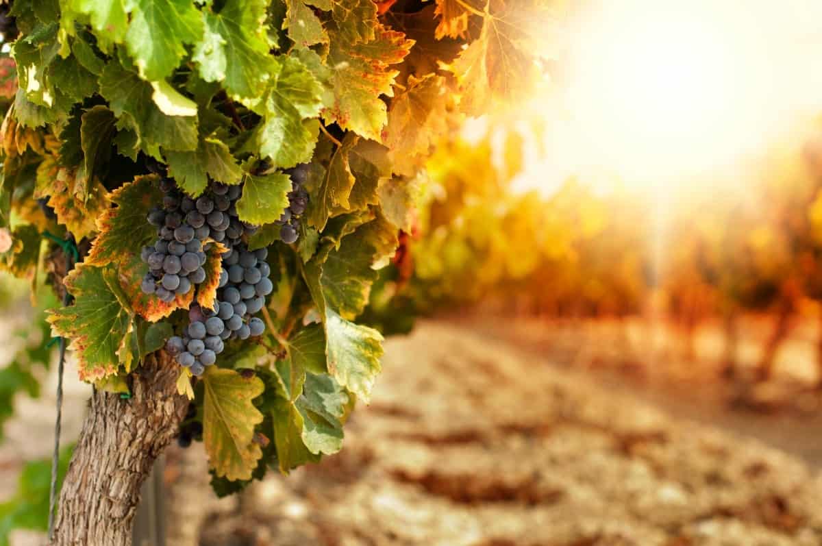 Tarijia-Wine-Region