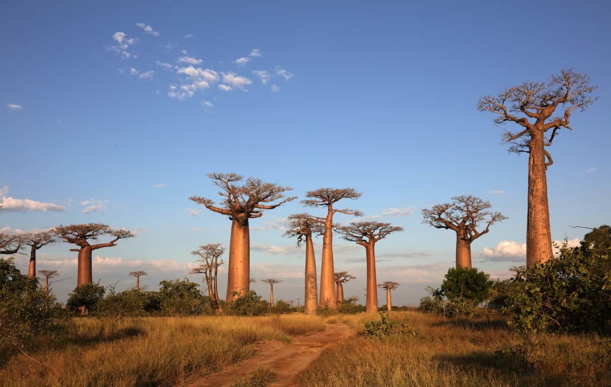 The 15 Famous Landmarks In Madagascar (Updated 2025) 2 Baobab-Avenue