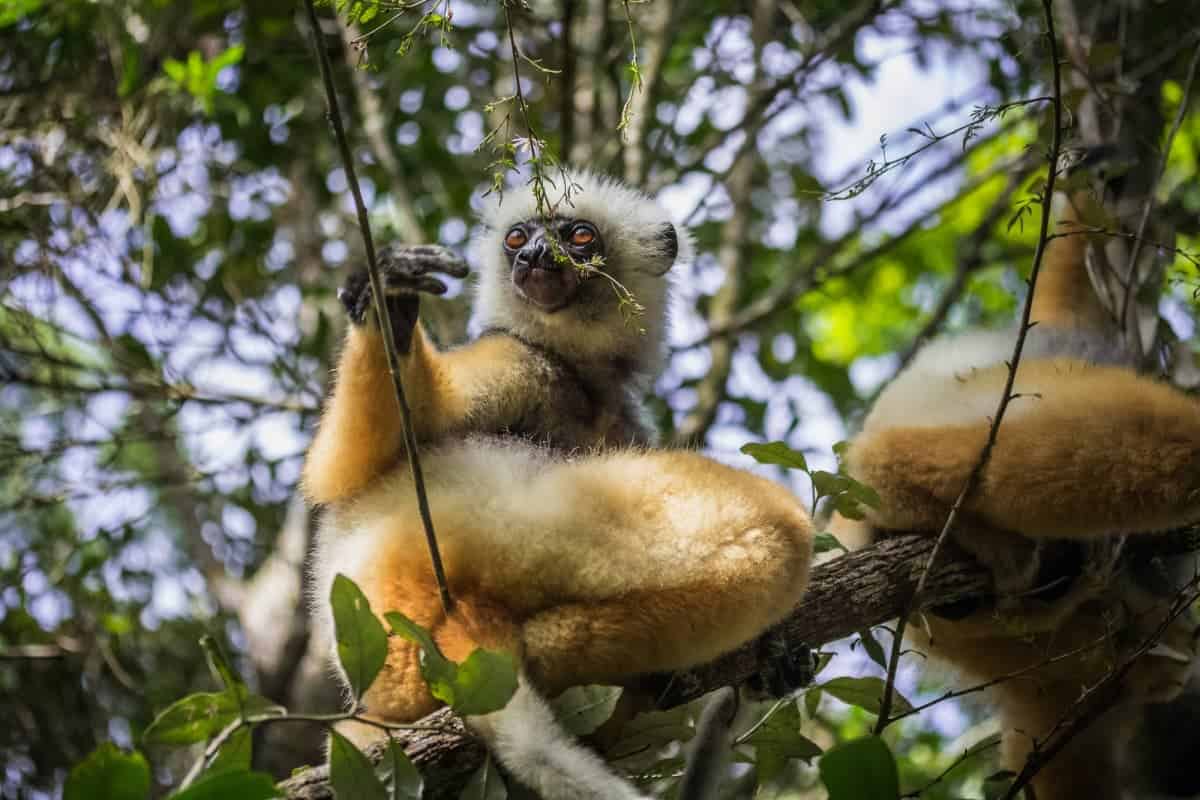 The 15 Famous Landmarks In Madagascar (Updated 2025) 15 Parc-National-d’Andasibe-Mantadia
