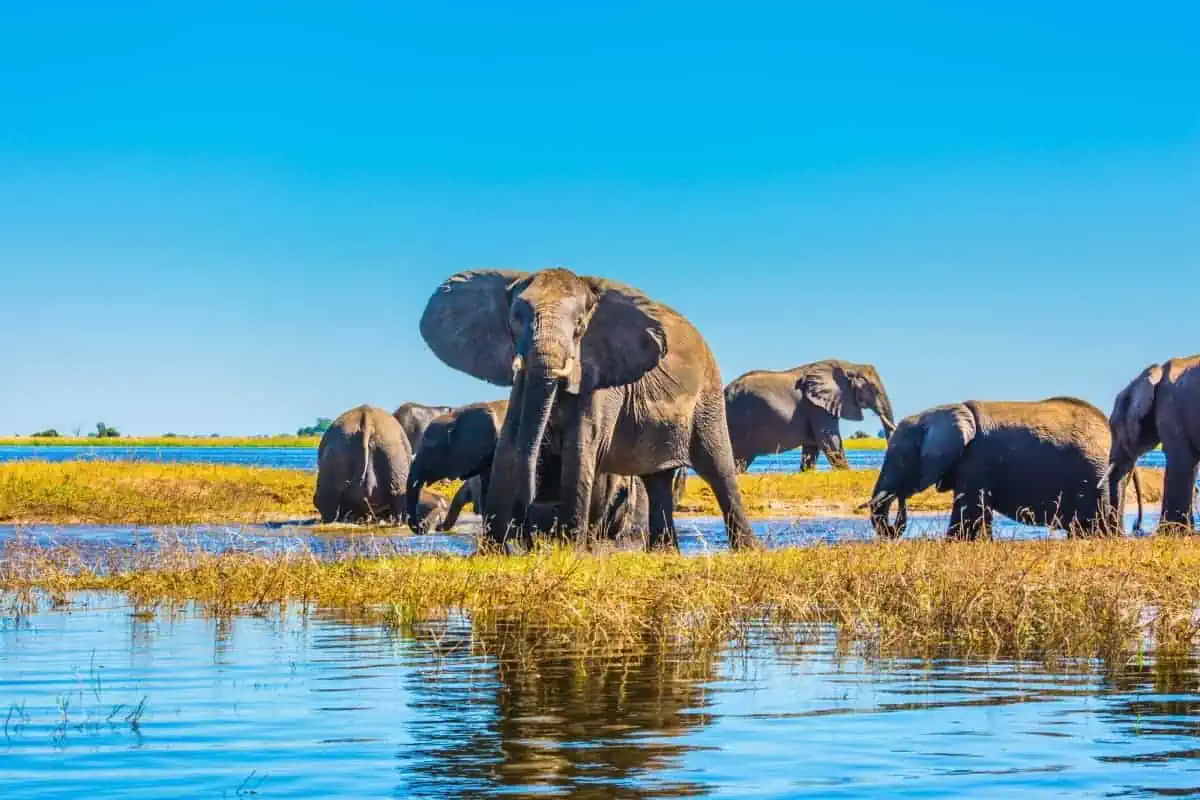 The 13 Safest Countries In Africa in 2025 (RANKED) 3 Chobe-National-Park-Botswana
