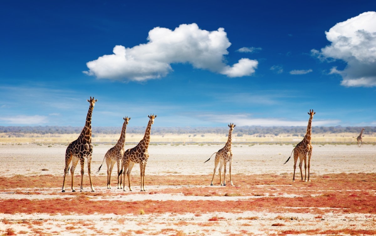 The 13 Safest Countries In Africa in 2025 (RANKED) 8 Etosha-National-Park-Namibia