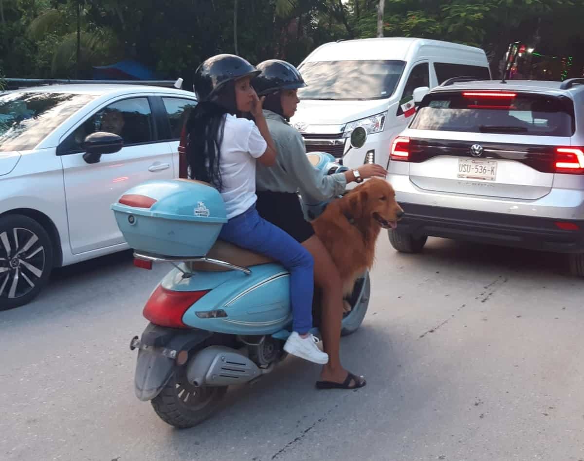 A-Couple-with-Pet-Dog-in-Street-Traffic