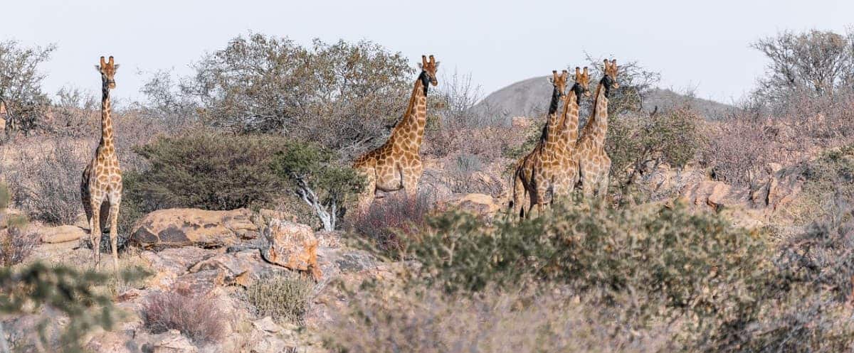 34 Cheap Places to Travel in 2025 | Best Budget Destinations 34 Etosha-National-Park-Namibia
