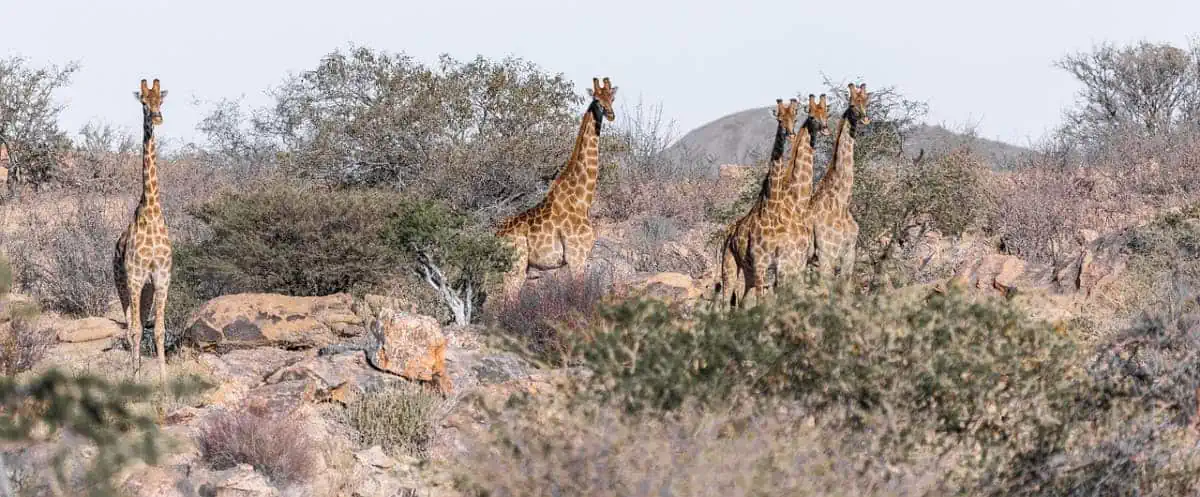 Etosha-National-Park-Namibia