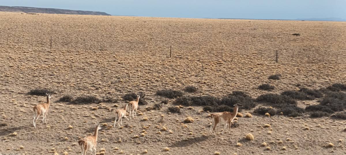 Guanacos-Camelid-Native-to-South-America