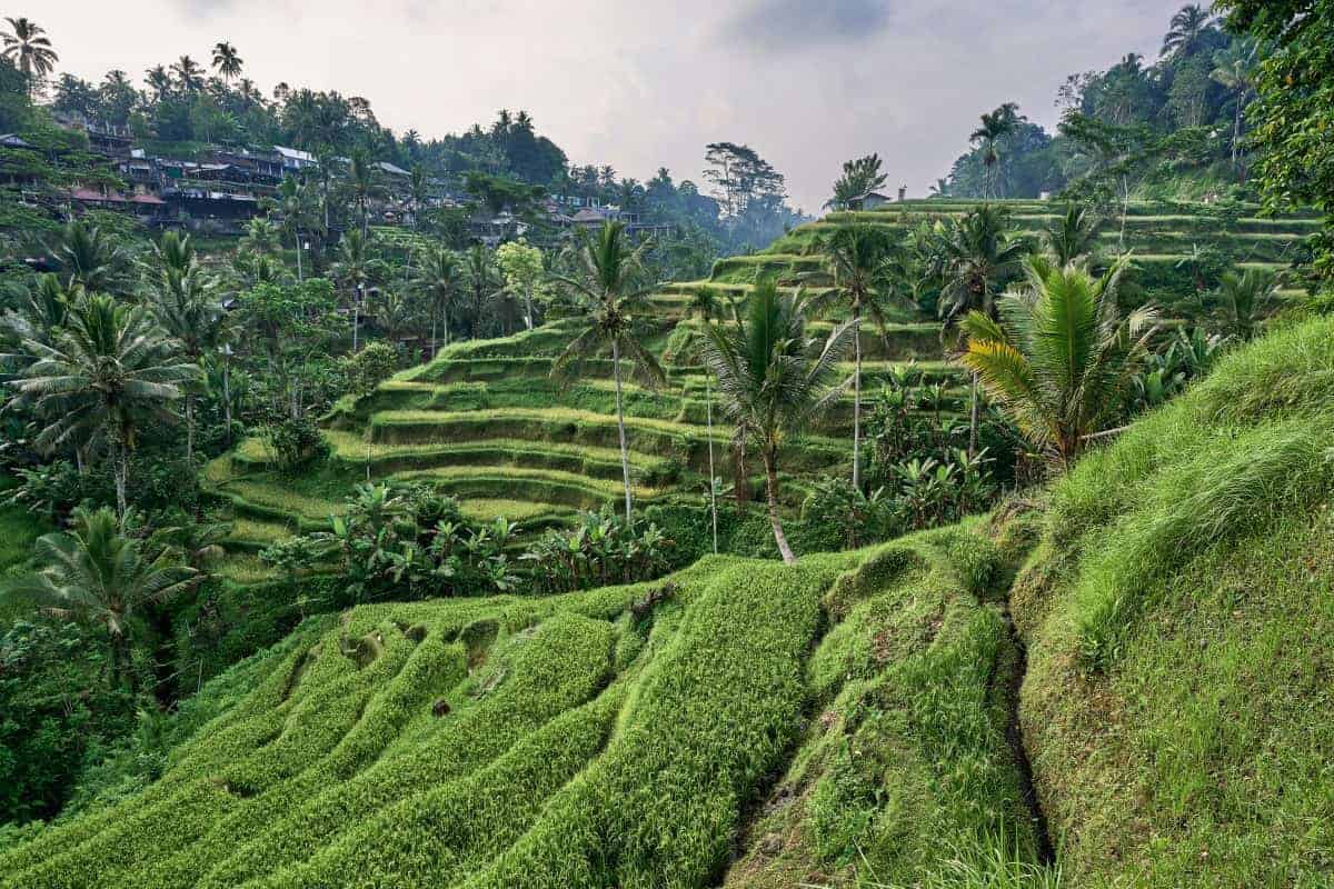 Rice-Field-in-the-Mountainous-Region-of-Ubud