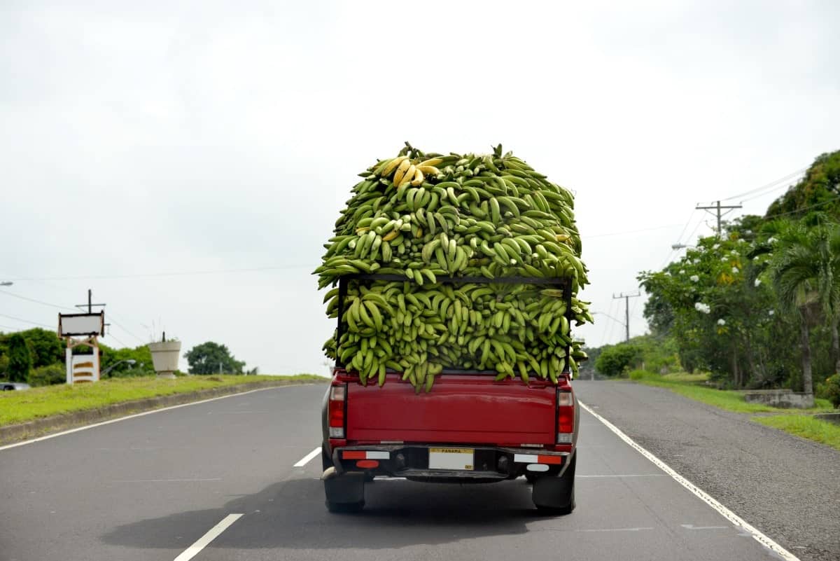 Small-Pickup-Carrying-a-lots-of-Bananas-to-Market